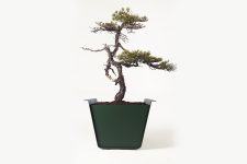 02ja1-53 jardinière