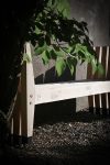banc Forest